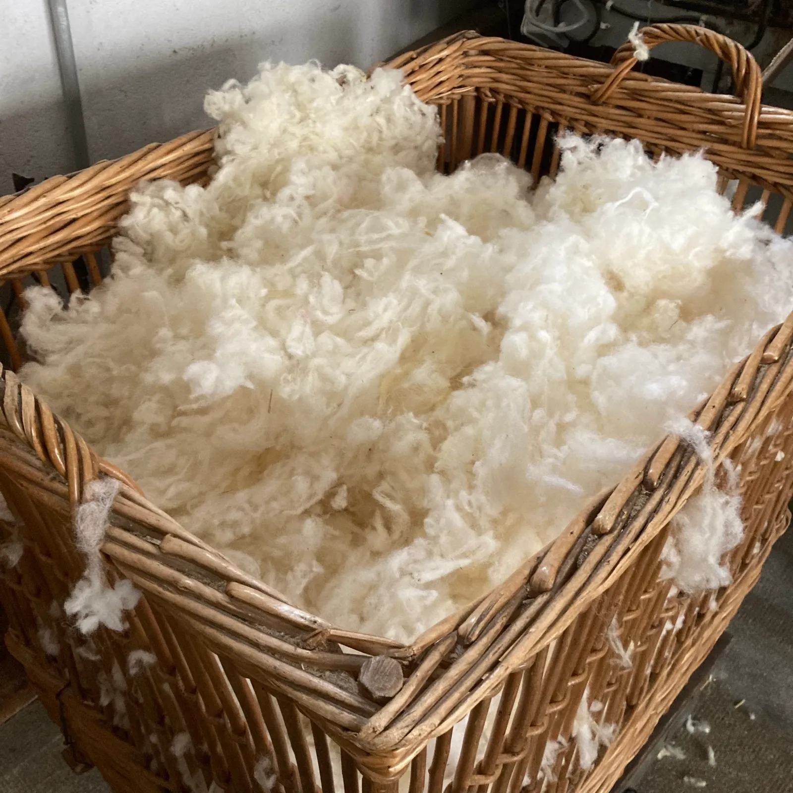 Laine de mouton lavée débordant d'un grand panier d'osier, mains d'artisan en train de la trier