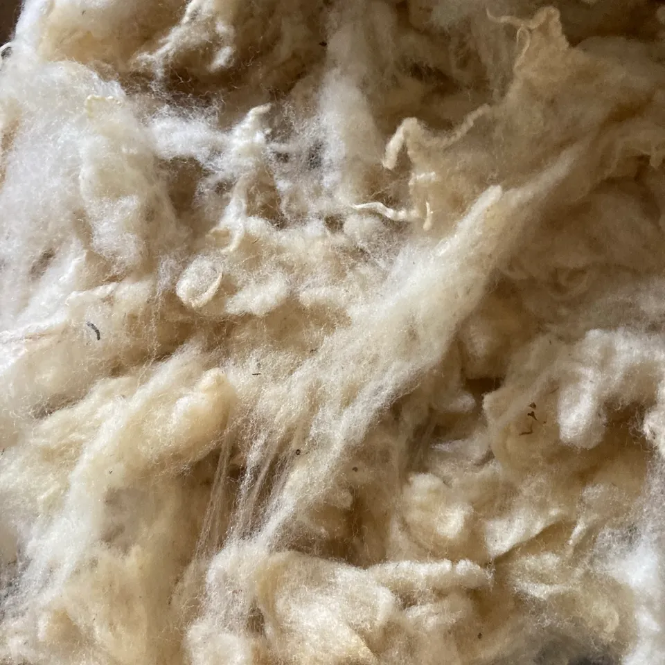 Macro sur une toison de laine brute, mèches crème et brins végétaux