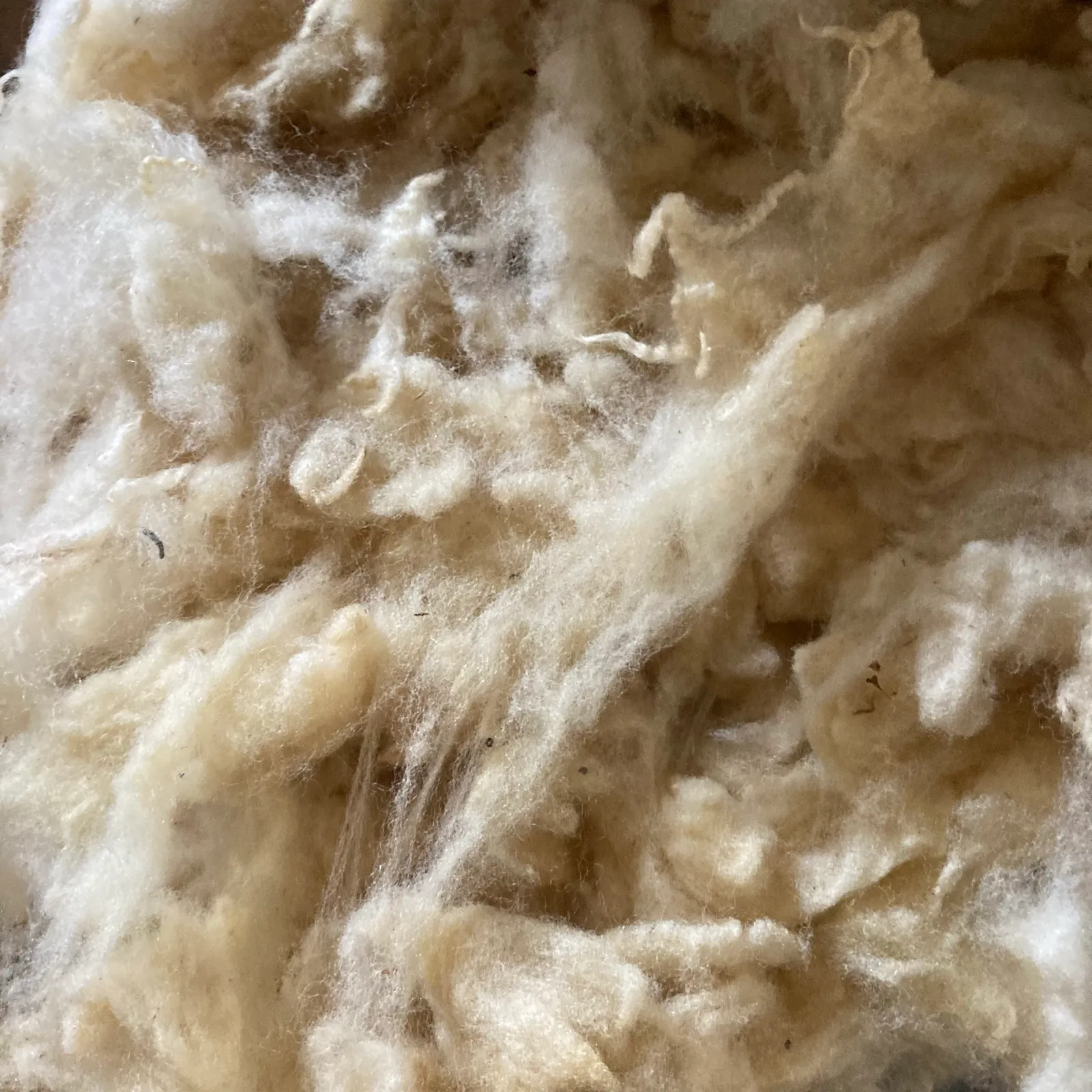 Macro sur une toison de laine brute, mèches crème et brins végétaux