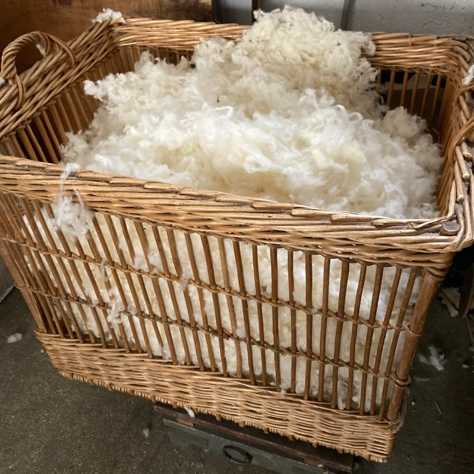 Panier d’osier rempli de laine lavée en flocons, dans l’atelier
