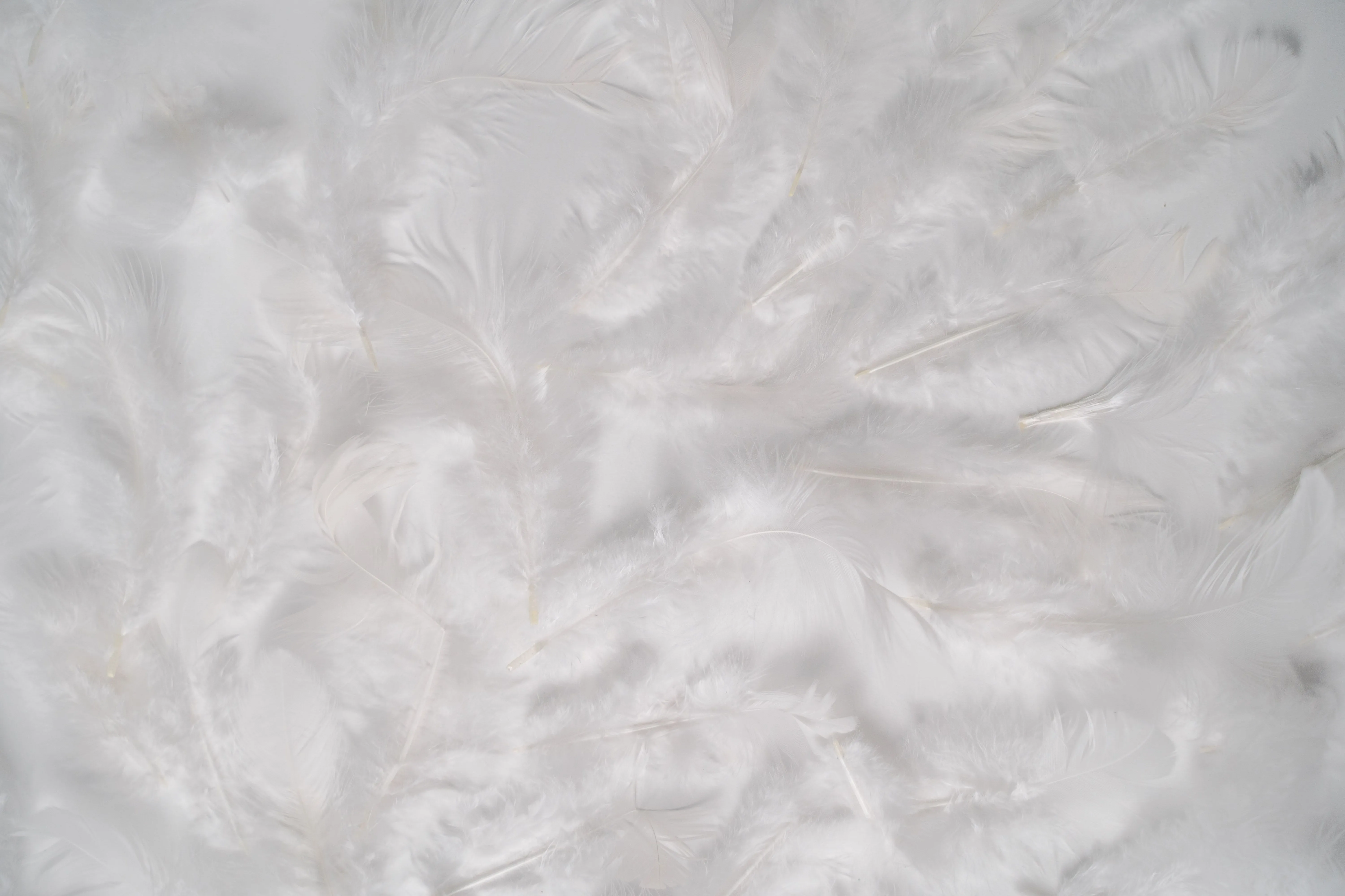 Gros plan sur un amas de duvet et de plumes blanches, texture douce