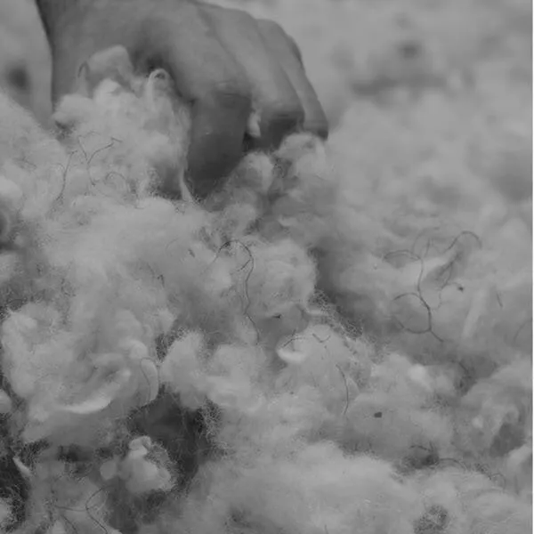 Main d’artisan saisissant une poignée de laine vierge cardée en train d’être montée, macro noir et blanc