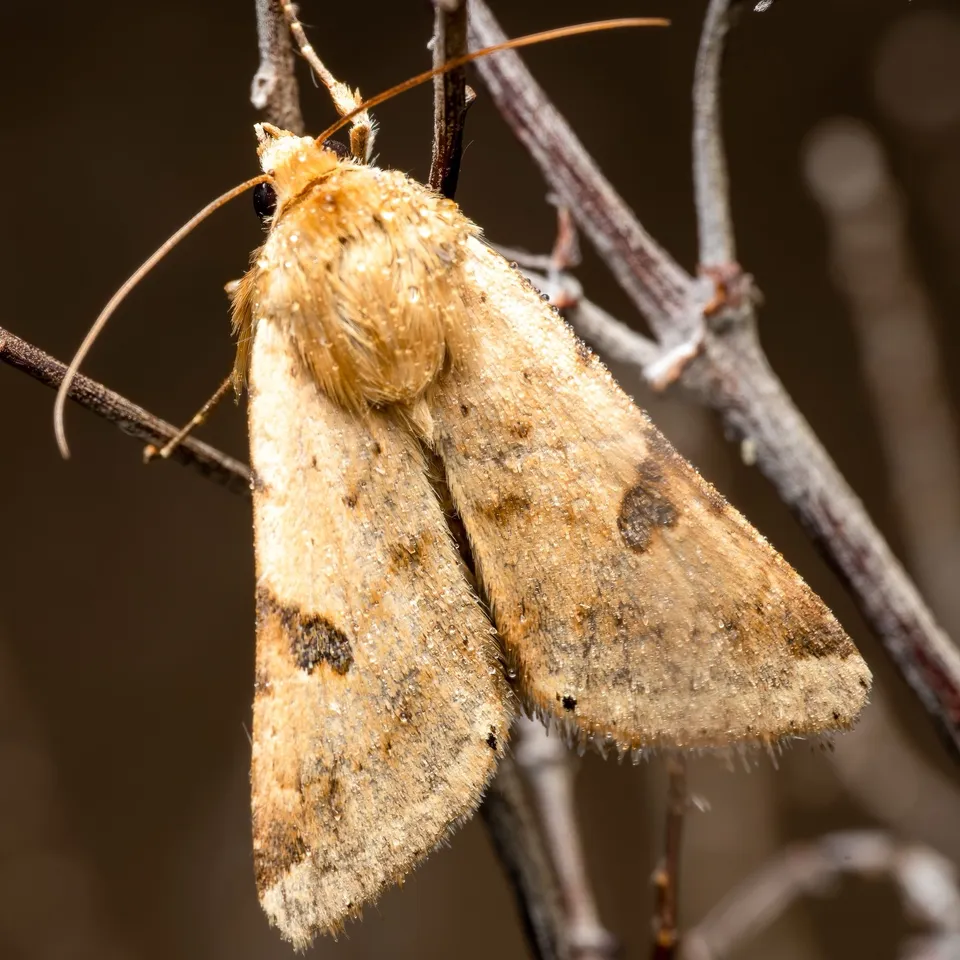 Papillon de nuit doré et tacheté, couvert de rosée, posé sur des brindilles